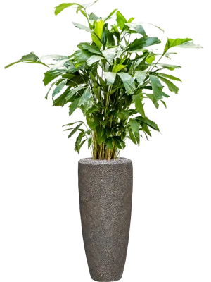 Caryota mitis in Baq Naturescast Office Plant With Pot 157cm Height 26cm Dia