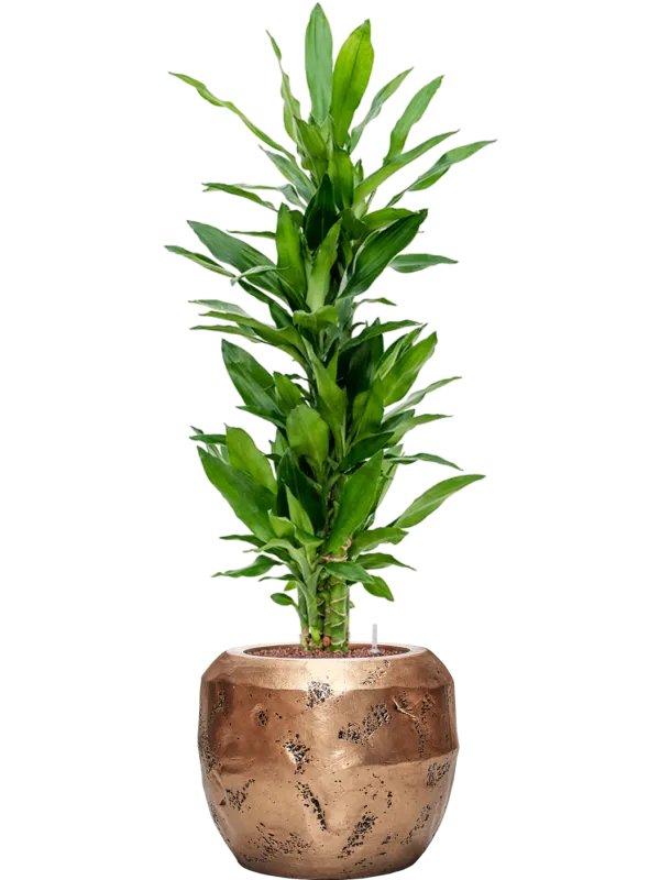 Dracaena fragrans 'Burundii' in Baq Opus Raw Office Plant With Pot 111cm Height 22.7cm Dia