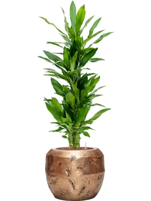 Dracaena fragrans 'Burundii' in Baq Opus Raw Office Plant With Pot 111cm Height 22.7cm Dia