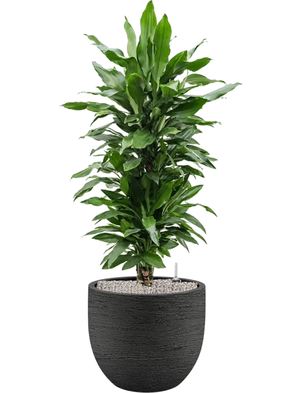 Dracaena fragrans 'Janet Lind' in Terreno Office Plant With Pot 127cm Height 37cm Dia