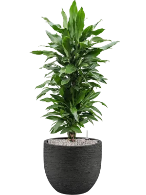 Dracaena fragrans 'Janet Lind' in Terreno Office Plant With Pot 127cm Height 37cm Dia