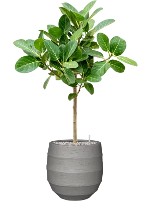 Ficus benghalensis 'Audrey' in Bordo Office Plant With Pot 98cm Height 22cm Dia