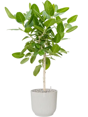 Ficus benghalensis 'Audrey' in Vibes Fold Office Plant With Pot 140cm Height 34cm Dia