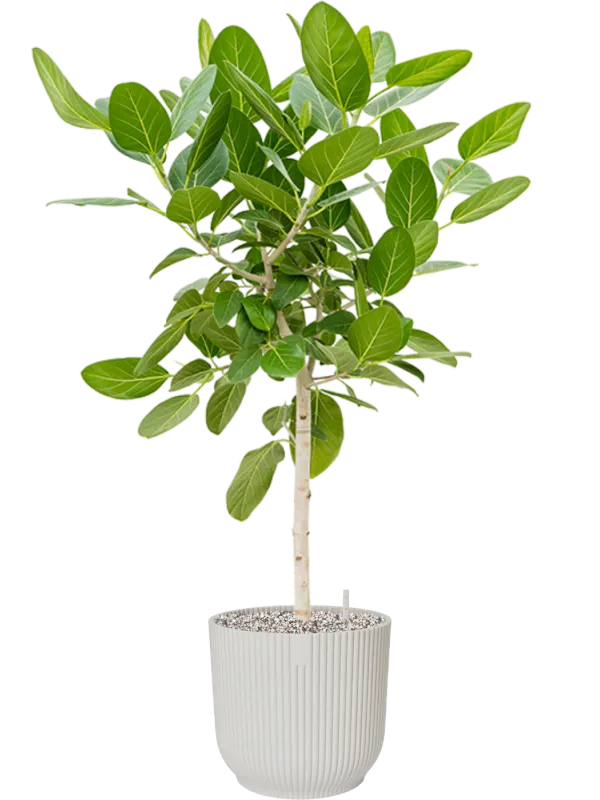 Ficus benghalensis 'Audrey' in Vibes Fold Office Plant With Pot 140cm Height 34cm Dia