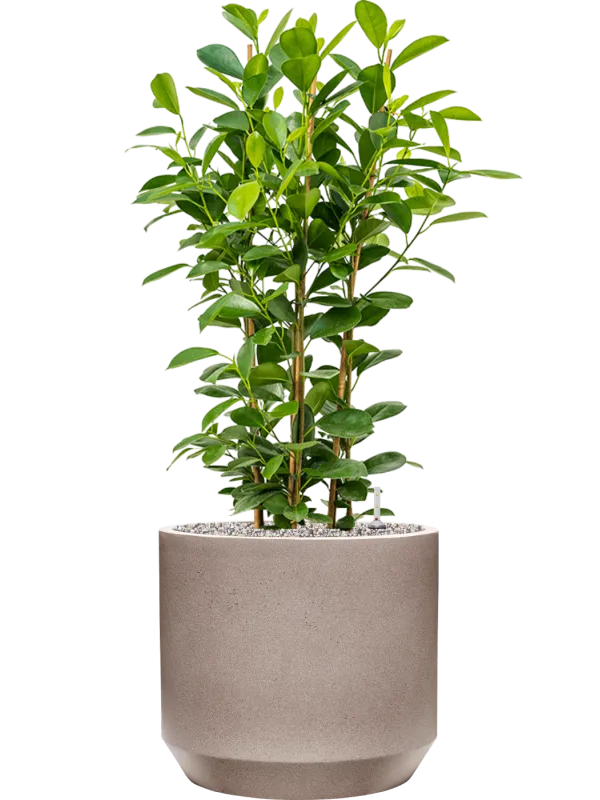 Ficus microcarpa 'Moclame' in Rotunda Urban Office Plant With Pot 99cm Height 30cm Dia