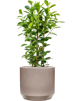 Ficus microcarpa 'Moclame' in Rotunda Urban Office Plant With Pot 99cm Height 30cm Dia