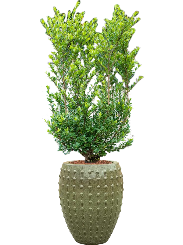 Ilex crenata 'Dark Green' in Laos Office Plant With Pot 158cm Height 29cm Dia