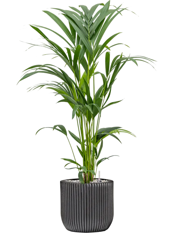 Kentia (Howea) forsteriana in Capi Nature Groove Office Plant With Pot 91cm Height 21cm Dia