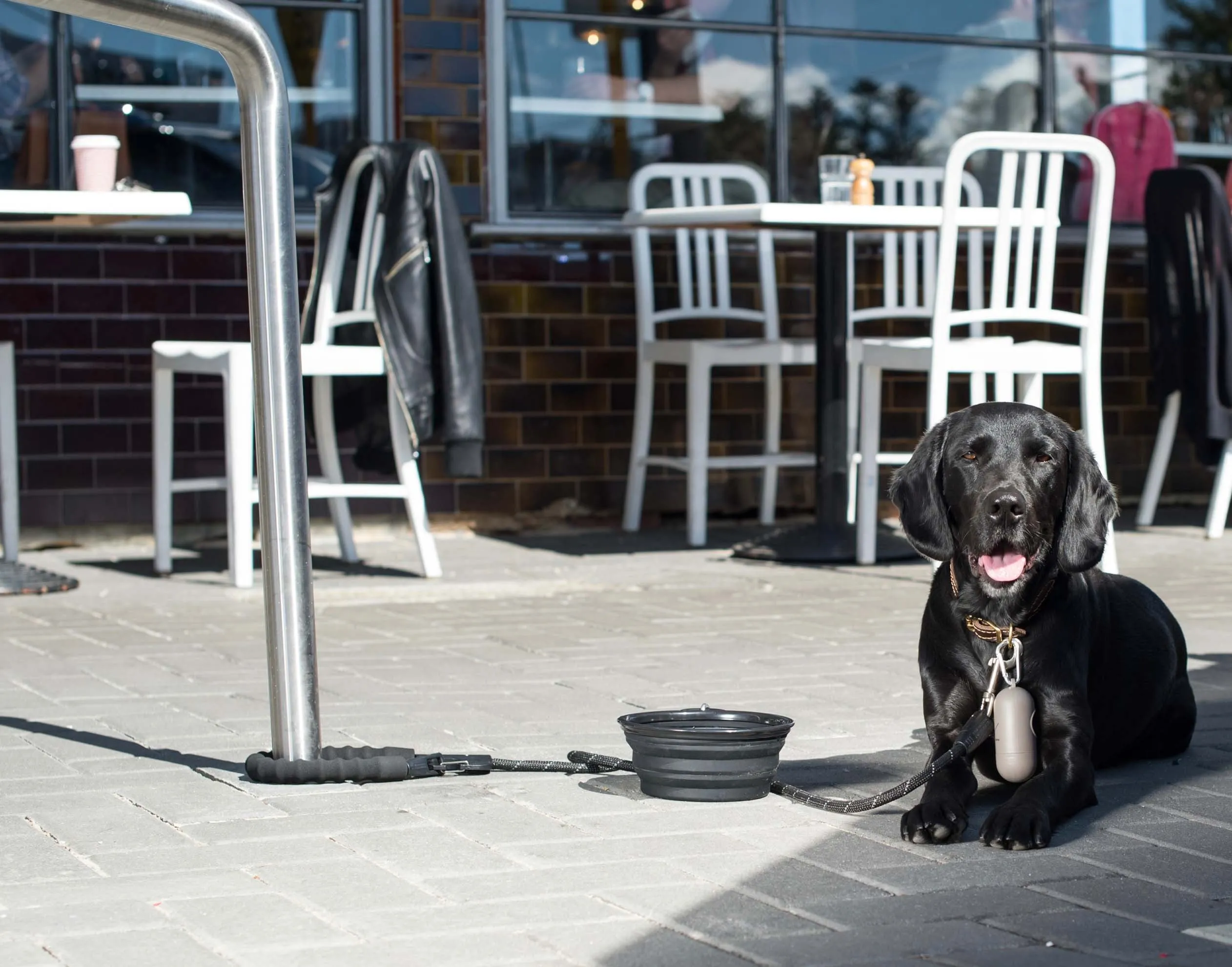 Multi-Function Clip Dog Lead