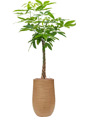 Pachira aquatica in Baq Dune Office Plant With Pot 167cm Height 27cm Dia