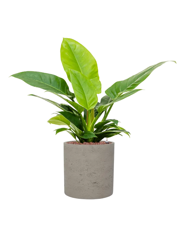 Philodendron 'Imperial Green' in Rough Office Plant With Pot 69cm Height 23cm Dia