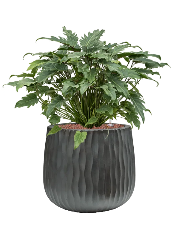 Philodendron 'Xanadu' in Wave Office Plant With Pot 72cm Height 31cm Dia