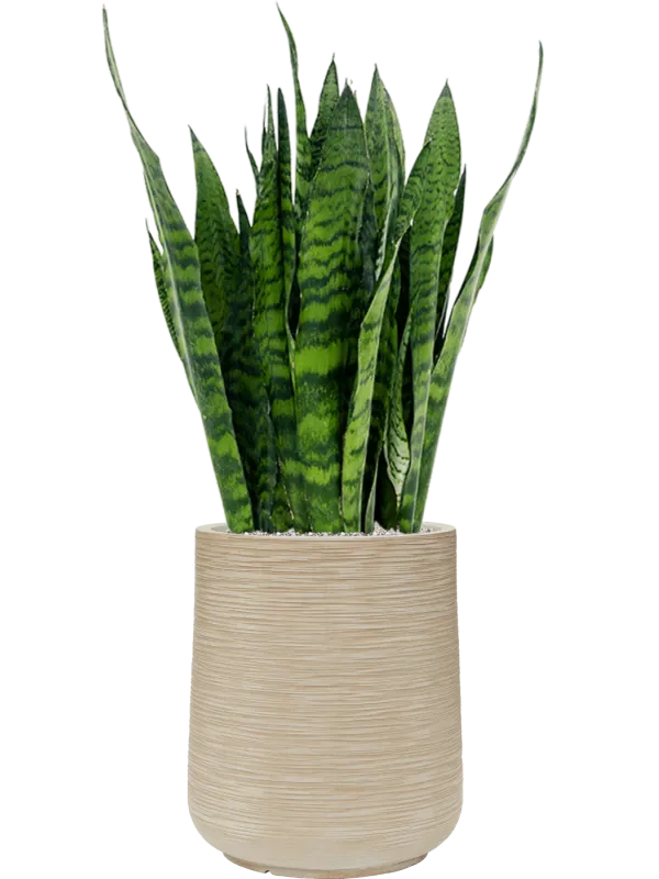 Sansevieria zeylanica in Baq Dune Office Plant With Pot 104cm Height 30cm Dia