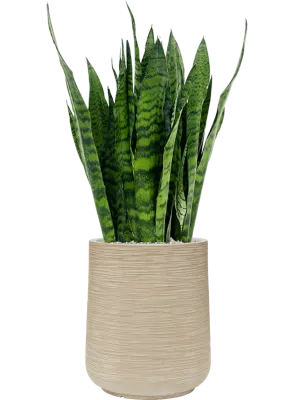 Sansevieria zeylanica in Baq Dune Office Plant With Pot 104cm Height 30cm Dia