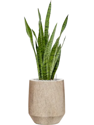 Sansevieria zeylanica in Mineral Office Plant With Pot 89cm Height 20cm Dia