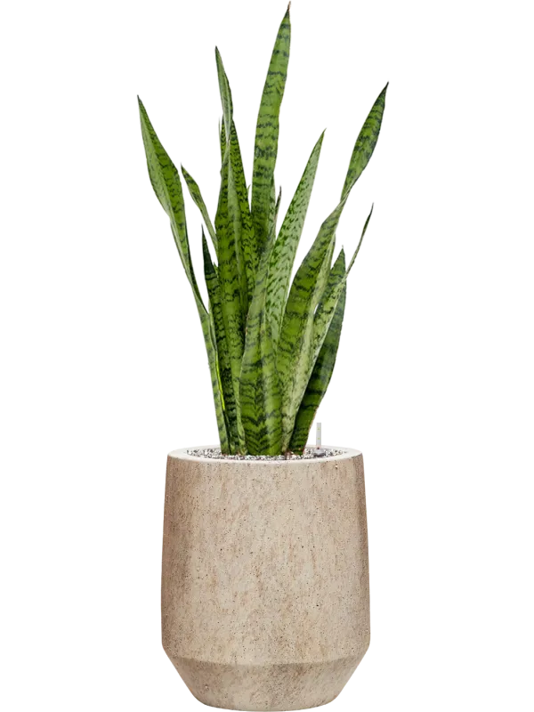 Sansevieria zeylanica in Mineral Office Plant With Pot 89cm Height 20cm Dia