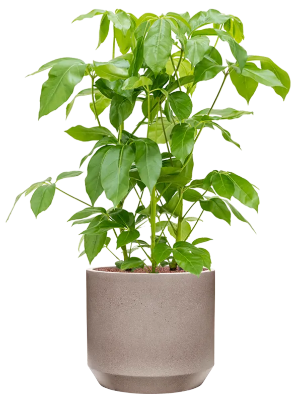 Schefflera actinophylla 'Amate' in Rotunda Urban Office Plant With Pot 106cm Height 30cm Dia