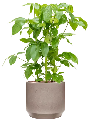 Schefflera actinophylla 'Amate' in Rotunda Urban Office Plant With Pot 106cm Height 30cm Dia