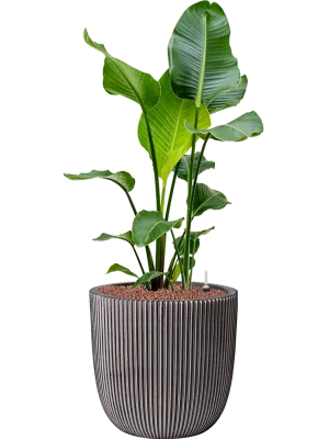 Strelitzia nicolai in Capi Nature Groove NL Office Plant With Pot 116cm Height 37.5cm Dia