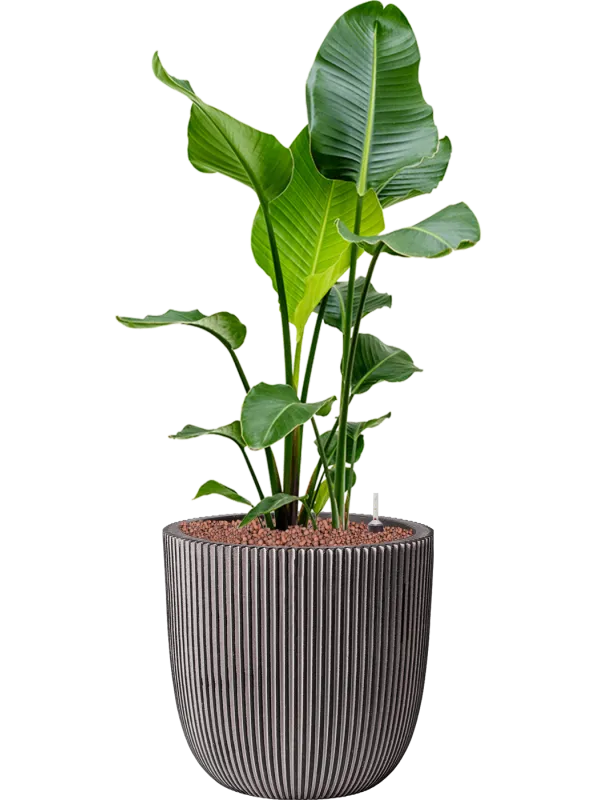 Strelitzia nicolai in Capi Nature Groove NL Office Plant With Pot 116cm Height 37.5cm Dia